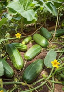 15 Surprising Benefits of Eating Cucumbers Every Day