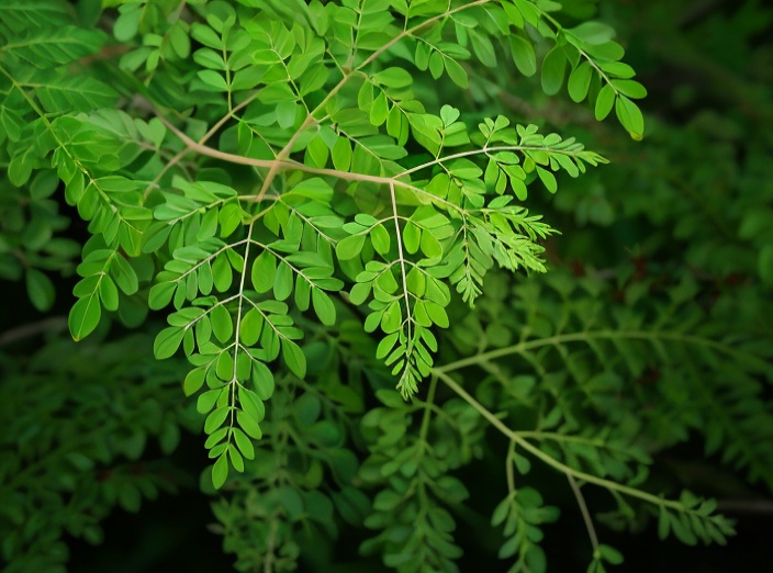 Incredible Health Advantages of Moringa You Should Know