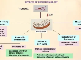 Understanding Cell Injury: Mechanisms, Types, and Causes