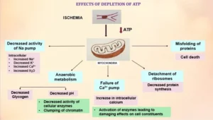 Understanding Cell Injury: Mechanisms, Types, and Causes