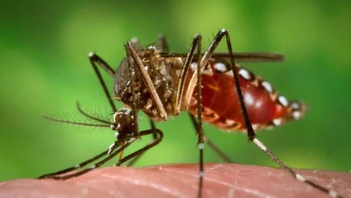 Dengue Fever: A Growing Global Threat and the Urgent Need for Prevention